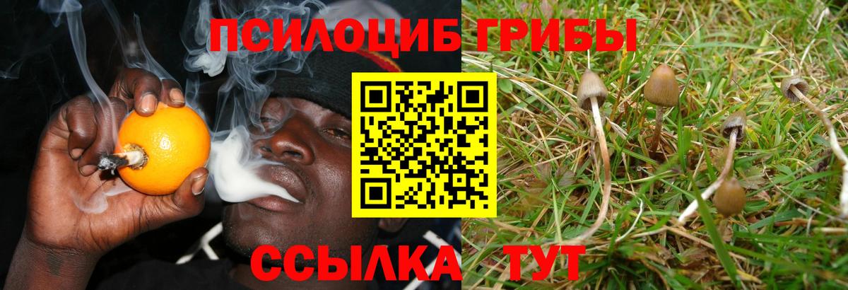 Псилоцибиновые грибы Psilocybe  Вход с VPN  Ачхой-Мартан 
